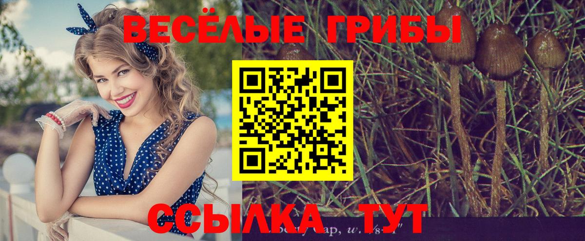 Галлюциногенные грибы Psilocybe  Вход с VPN  Владикавказ 